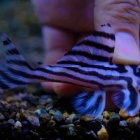 『4月22日(水)熱帯魚入荷情報🐟』の画像