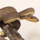 【新入荷：マクロットパイソン・デューンパイソン・ブラックジャンセン】