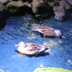 マツゴロウの山野草