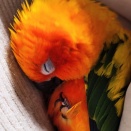 眠っているかわいんこ（インコ）の足がなにかに似ている件