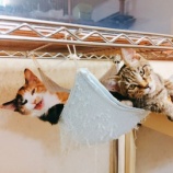 『集合！！』の画像