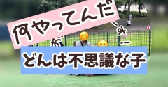 今日はどん。