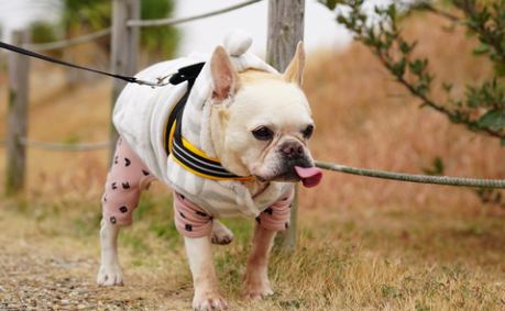 ﾌﾚﾝﾁﾌﾞﾙﾄﾞｯｸﾞまさお日記