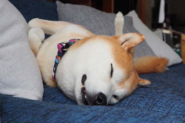 湘南凸凹柴wan日記 ブサイク顔 Powered By ライブドアブログ