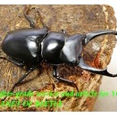 〇D.ブラナウンそろそろ＼(^o^)／