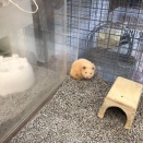 長毛ハムスター