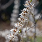 楽のデジカメ散歩