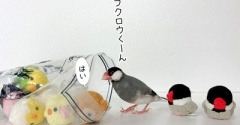 セラは何をしたかったのか？