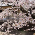4/6(月)〝竹ヶ端運動公園〟〝集会所裏水呑川土手〟サクラ並木の散策(^.-)☆(15)