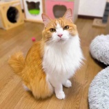 『甘えんぼおしゃべりさん「ちぇるくん」』の画像