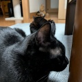 かえでちゃんと　３にゃんたち
