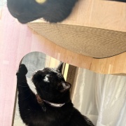 【猫写真】タワーの上が気になるスミちゃん