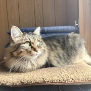 【猫写真】日向ぼっこマロちゃん