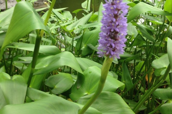 Maisontoutob 東京植物図鑑
