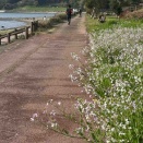 【動画あり】糸ヶ浜海浜公園から日出町ランニング