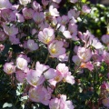 花と昆虫・花と人