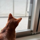 虫さんの季節と、ねこ