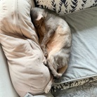 枕を縦に使うぼくちん