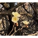 【蒲田】春の予感