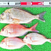 2026年4月21日　釣果