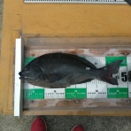 中本渡船　釣果情報