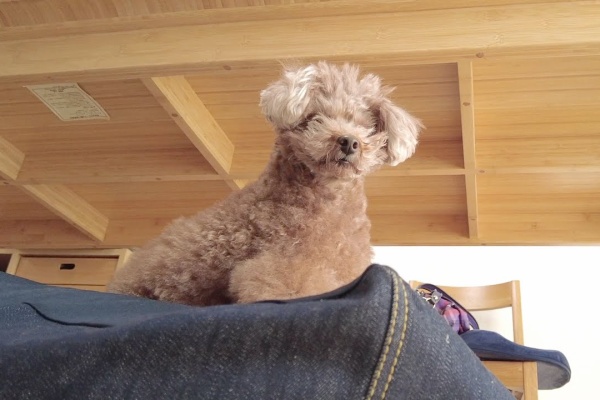 ペット動画まとめch トイプードル