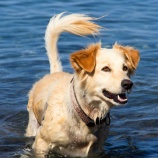『犬に分かりやすいか　犬の不安を考えてみる　保定や接し方』の画像
