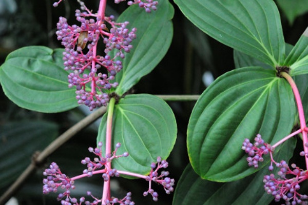 楽しまなきゃ 熱帯植物