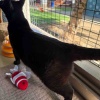 猫さんを迎え入れるべきか悩む日々！保護猫見てきた🐈