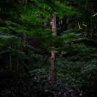 『KAMLAN28ｍｍF1.4 による横浜のホタル　2020/06/27』の画像