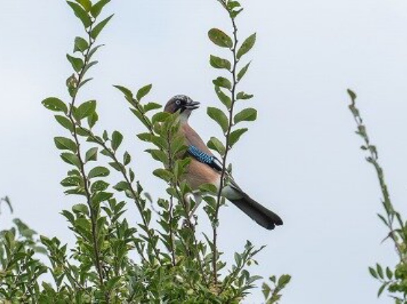 2026年10月4日の野鳥公園