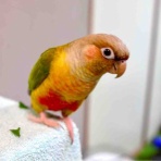 waka ⭐ のの＆のあ そしてぎずも