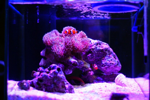 楽して海水魚14 ハタゴイソギンチャク