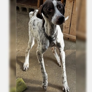 GUNDOG RESCUE CACI 活動ブログ