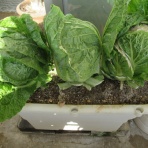 虎ノ門虎之助のベランダ・ラボラトリー ft.メダカ