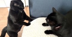 【猫写真】猫たちの今日の戦い
