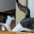 同じ柄の　そら　なつ