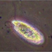 Chilomonas paramecium 　クリプトモナス目