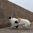 かぷりっ。