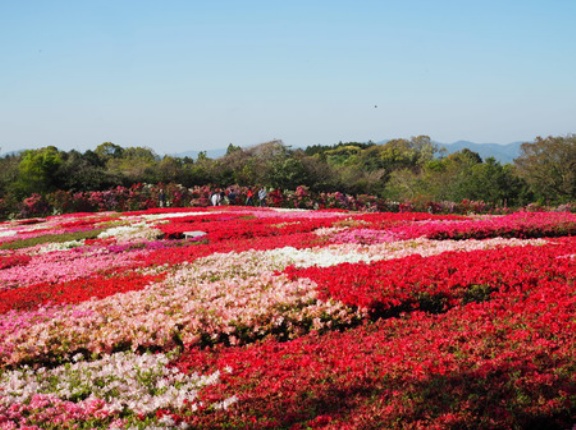 2026 ツツジとネモフィラが見頃！「松本ツツジ園」（大村市東大村）