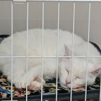 公園のネコたち