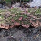 またもやすべては雨後。