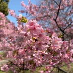 徒然日記　〜通訳案内士、ふたたび〜