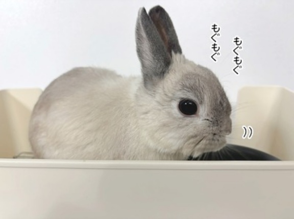 うさぎのルリとハムスターのプリン(12/13追記)