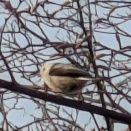 冬の終わりから春にかけての鳥や花　白い妖精の春バージョンにも遭遇