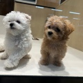 🐶なかよしパピー🐶