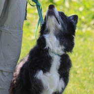 【犬のいる幸せ】明るい陽射しにたんぽぽに♪笑顔がいっぱい春爛漫♪♪