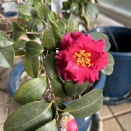 二番目の寒椿が咲く♪