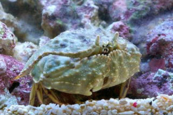 海水魚 熱帯魚 カニ エビ 海藻