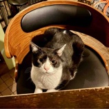 『Muddy Cat 定期便 7/7〜7/11』の画像